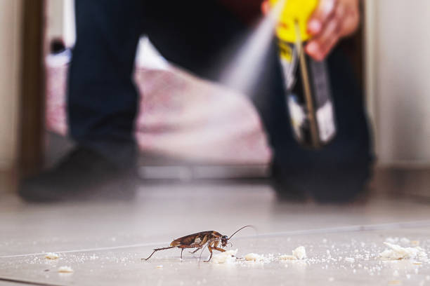 Best Rat Extermination Near Me  in Dickinson, TX